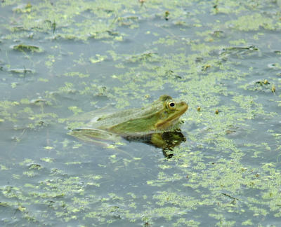 Brenne lake with green frog