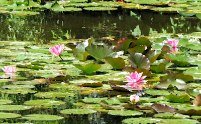 Giverny - Monets garden water lillies