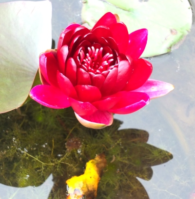 Red water Lilly