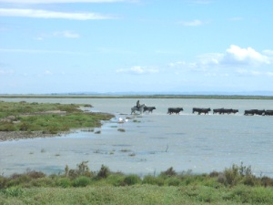 camargue bulls being herded