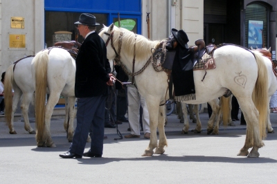 Carmargue horse and rider