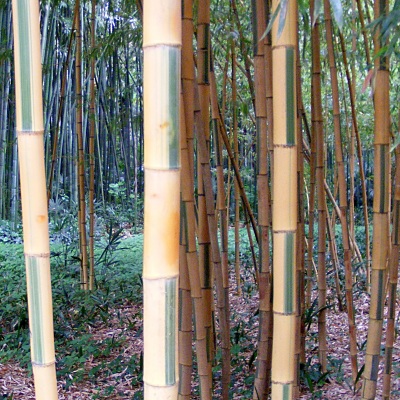varieties of bamboo