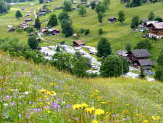 Flower meadows near Grindelwald