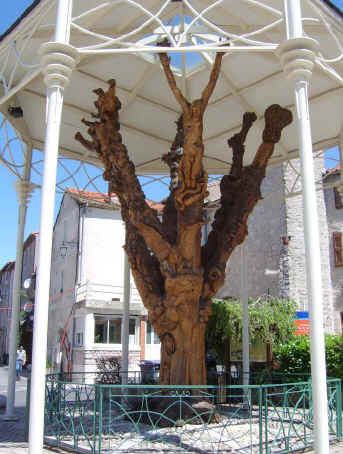 Carved elm tree at Le Caylar