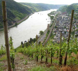 Oberwesel view from vineyards